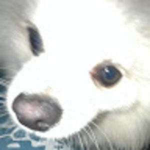 Meet your Posher, Piper